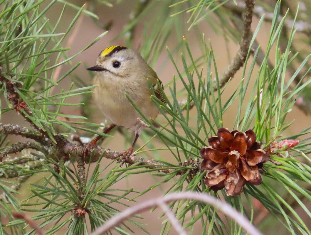 Королек-птичка шустрая - Ольга Митрофанова Королек-птичка шустрая - Ольга Митрофанова