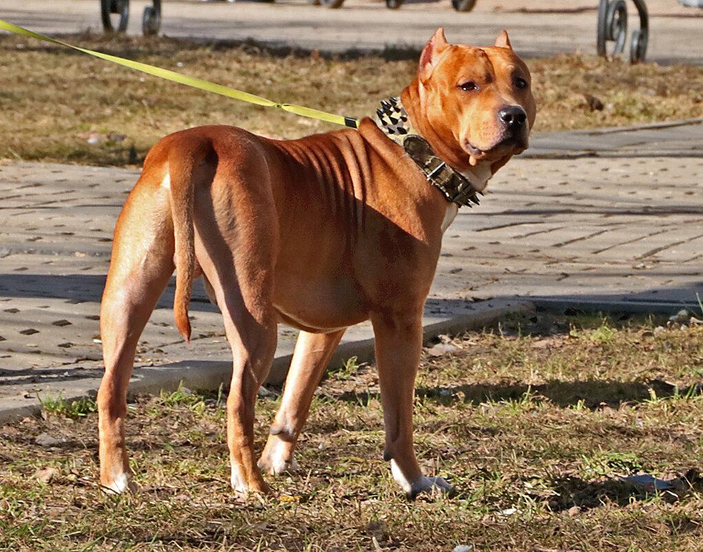 Защитник - Светлана Защитник - Светлана