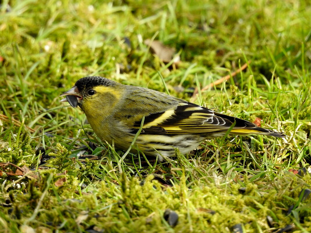 чиж - ИННА ПОРОХОВА чиж - ИННА ПОРОХОВА
