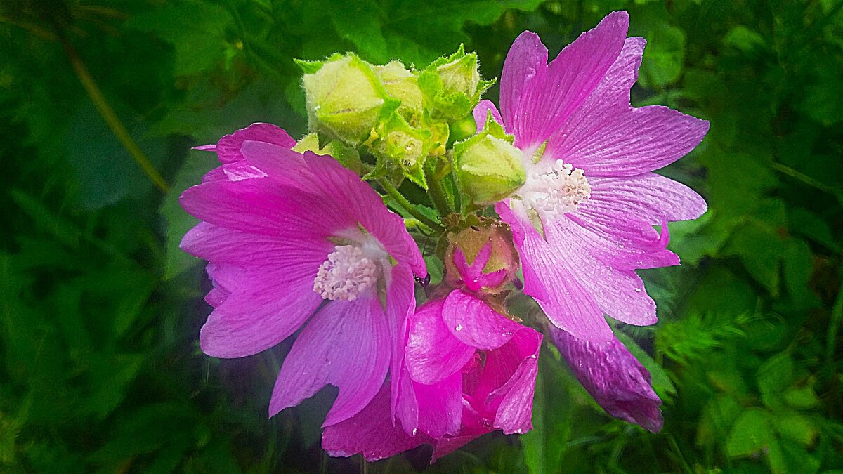 ***мальва зацветает*** - Olga Oskolkova ***мальва зацветает*** - Olga Oskolkova