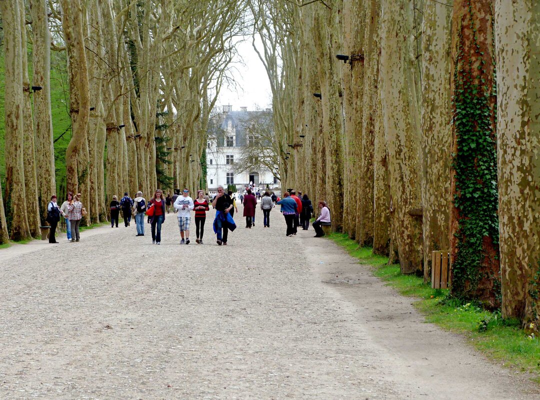 Платановая аллея - Мишель71 