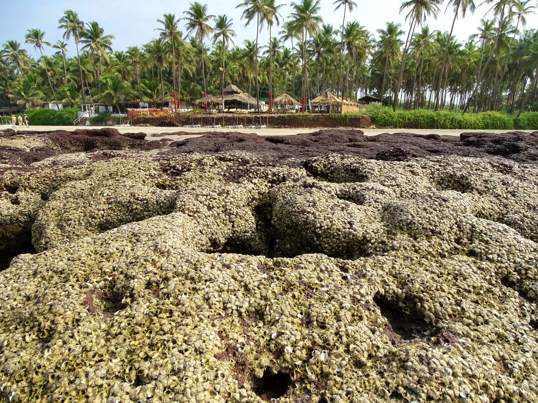 Отлив - Павел Трунцев