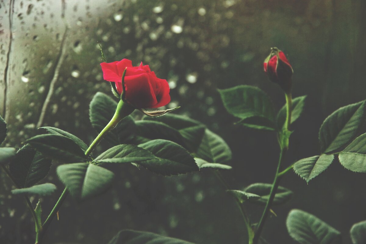 Розочки... - Руслан 