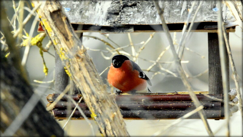 На пункте питания ... - Сергей На пункте питания ... - Сергей