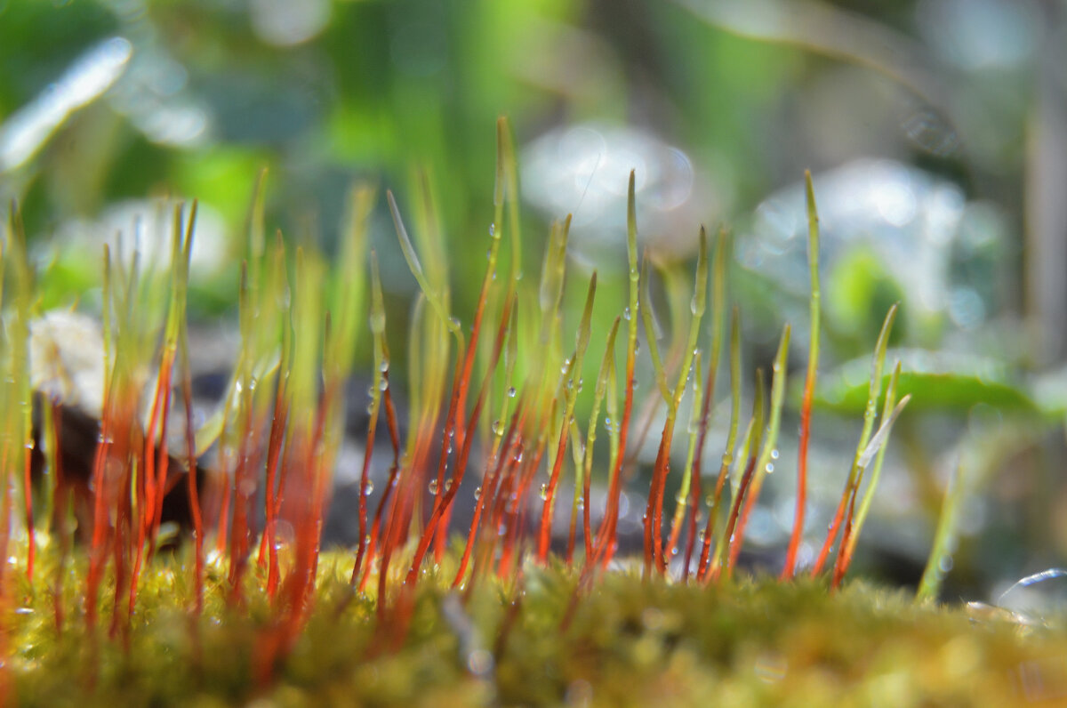 мох - Надежда Куркина