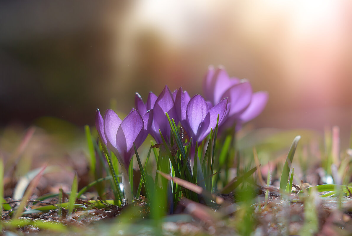 Весна - Лилия .