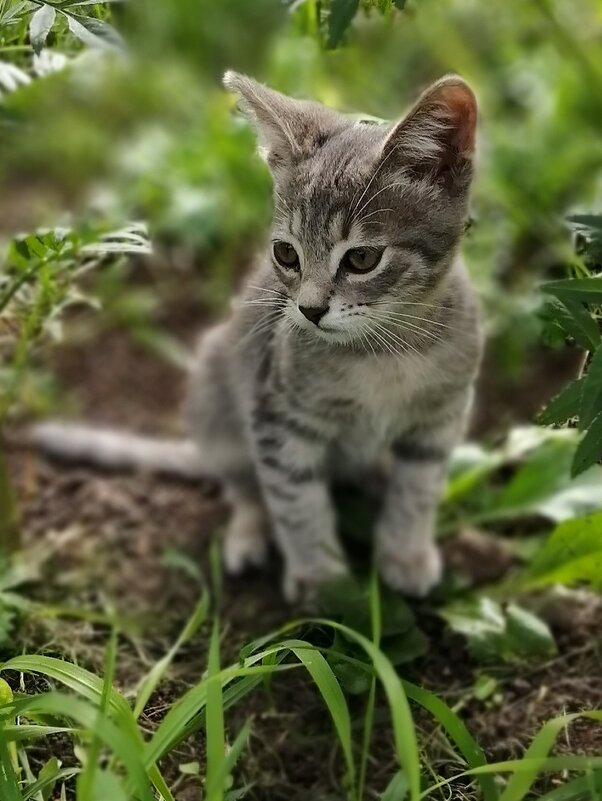 Котенок Персик - Сергей Ц