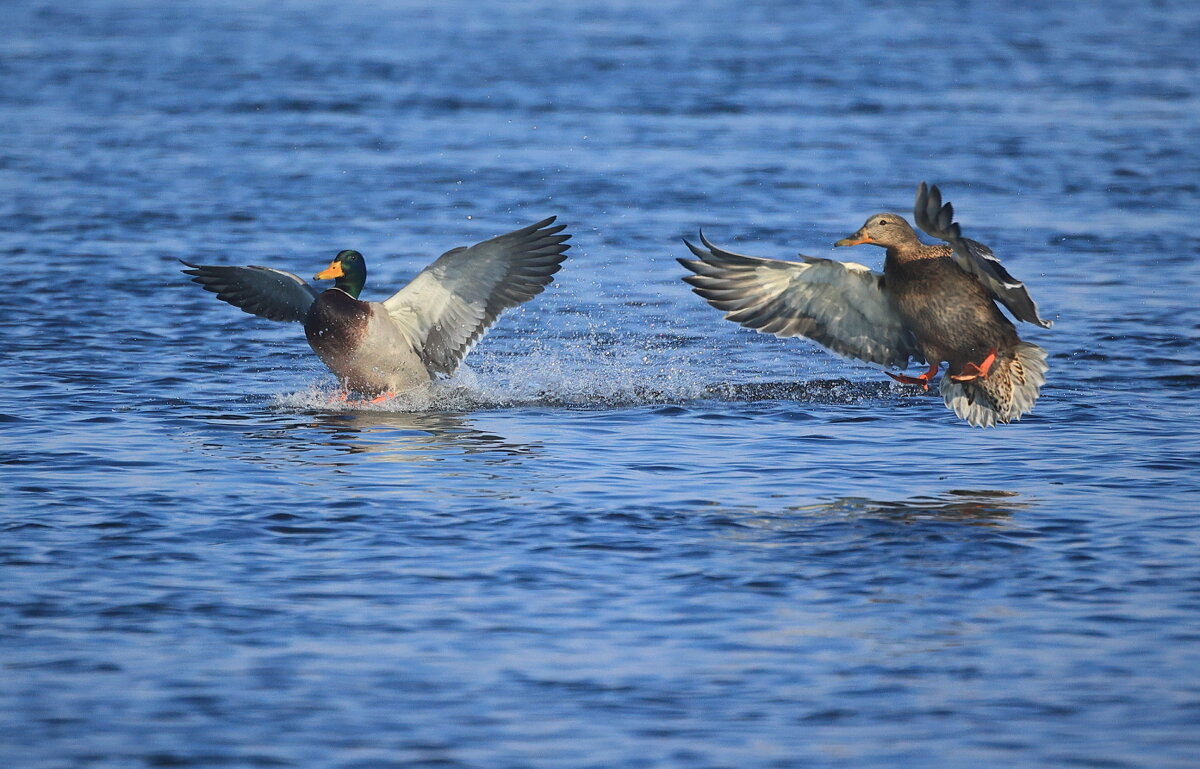 ** - Владилен Панченко