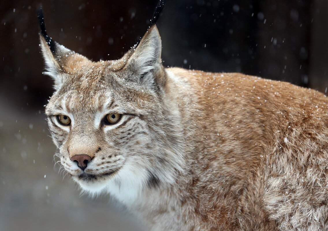 рысь - Михаил Бибичков