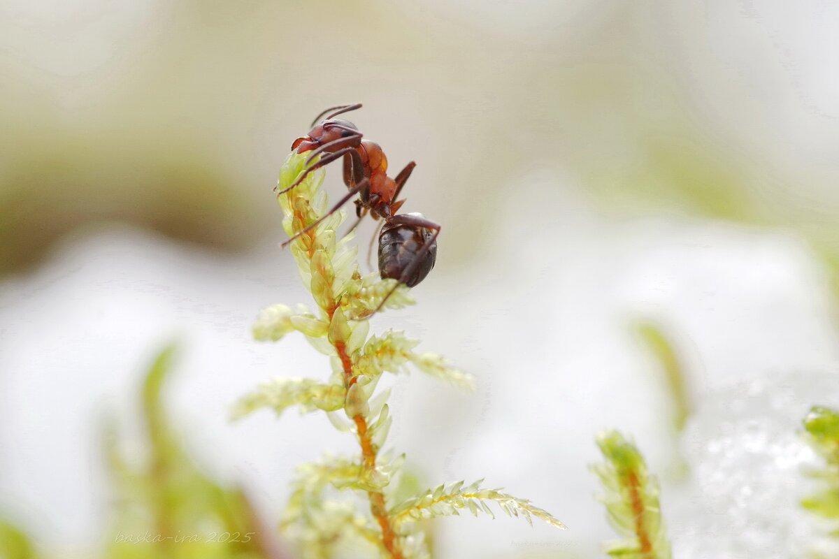 Муравей проснулся - Ирина Баскакова Муравей проснулся - Ирина Баскакова