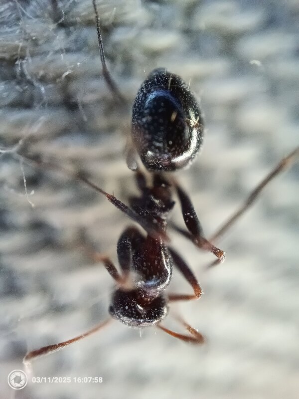 М - Конрад Карлович Михельсон