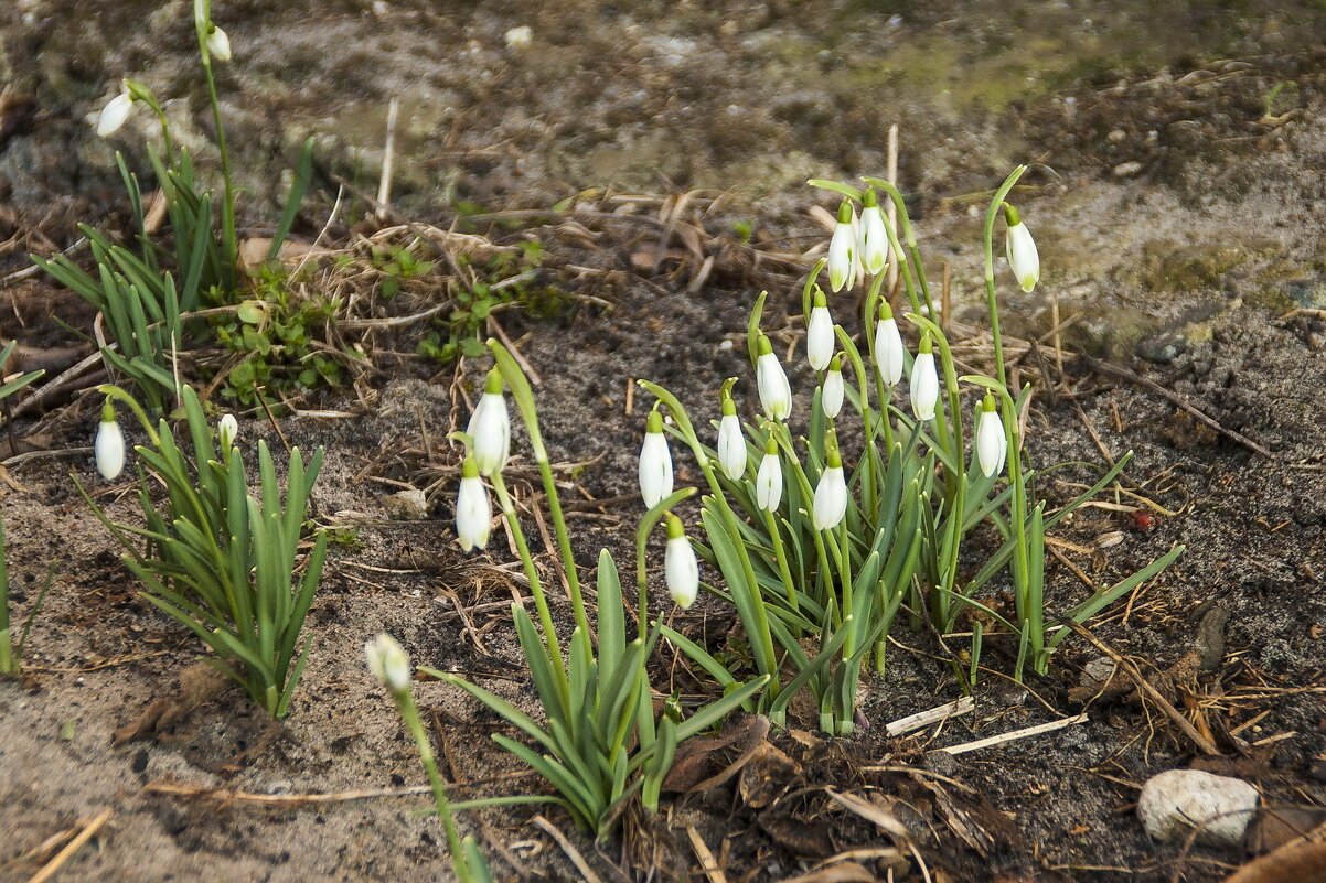 Первые... - Елена Пономарева