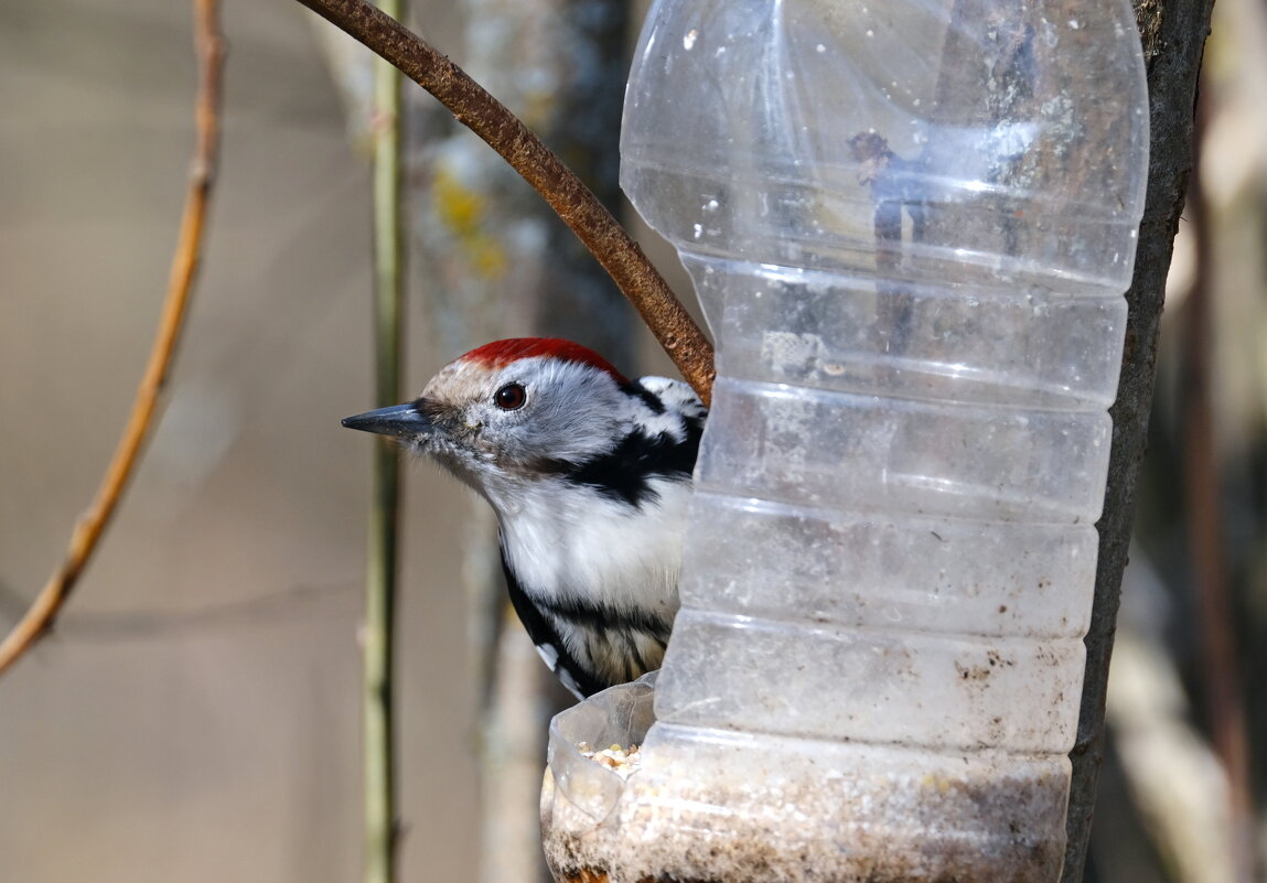 Прилетел перекусить ) - Андрей Зайцев Прилетел перекусить ) - Андрей Зайцев