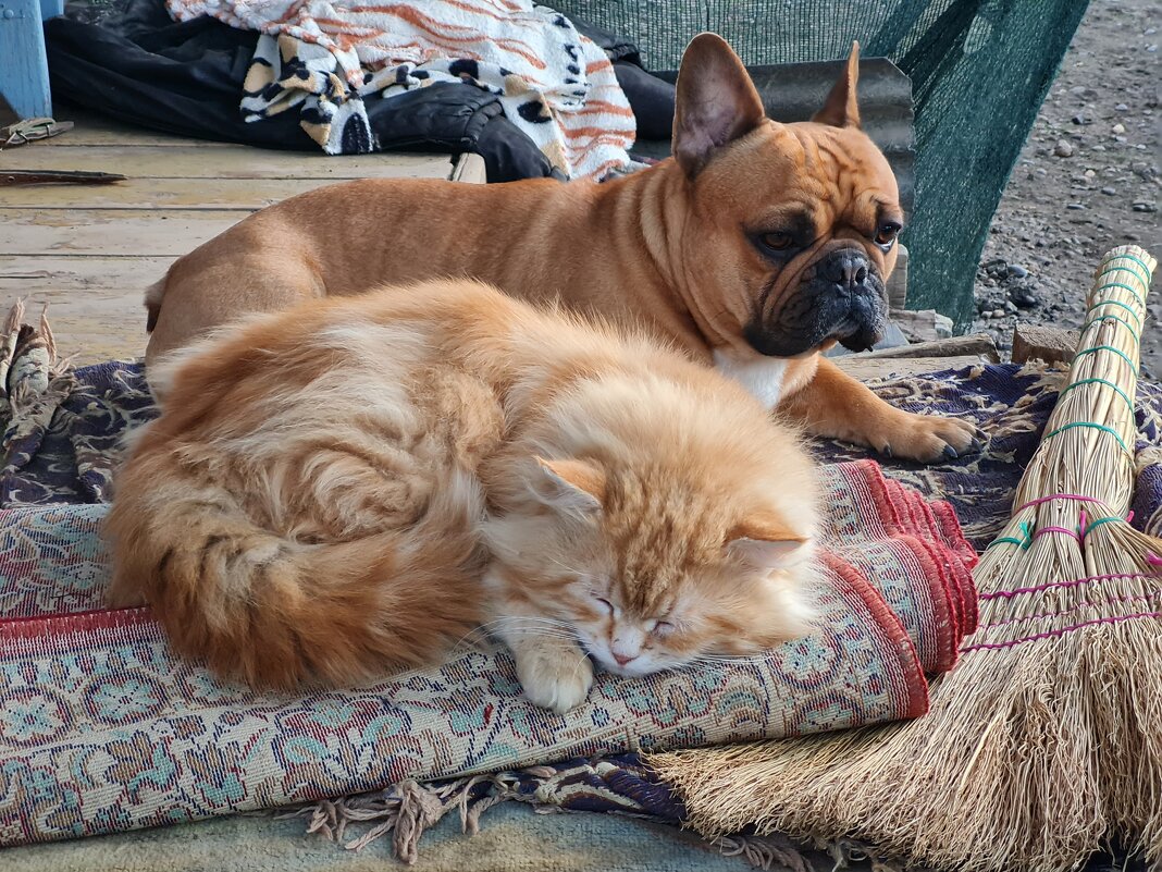 Почистить коврик? Да не проблема. - Валерий Ткаченко Почистить коврик? Да не проблема. - Валерий Ткаченко