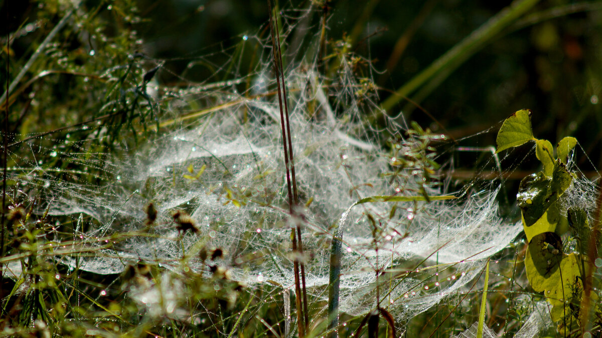 природные узоры 4 - Александр Прокудин природные узоры 4 - Александр Прокудин