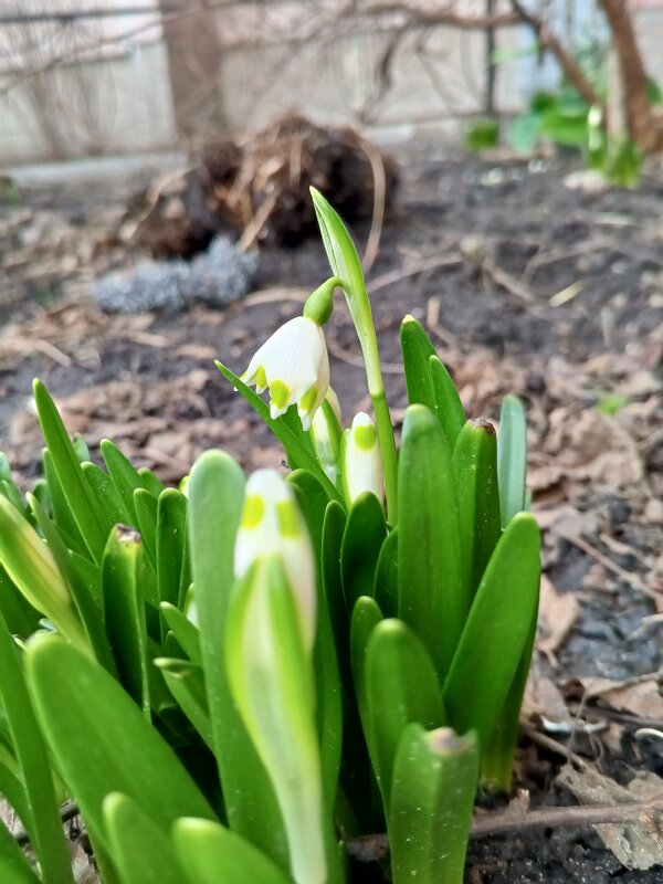Белоцветник - Сапсан 