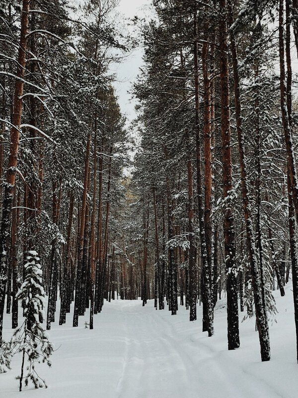 Карабельные сосны - Георгиевич 