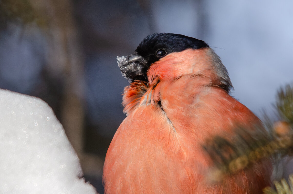 Снегирь. - Виктор Иванович Чернюк Снегирь. - Виктор Иванович Чернюк