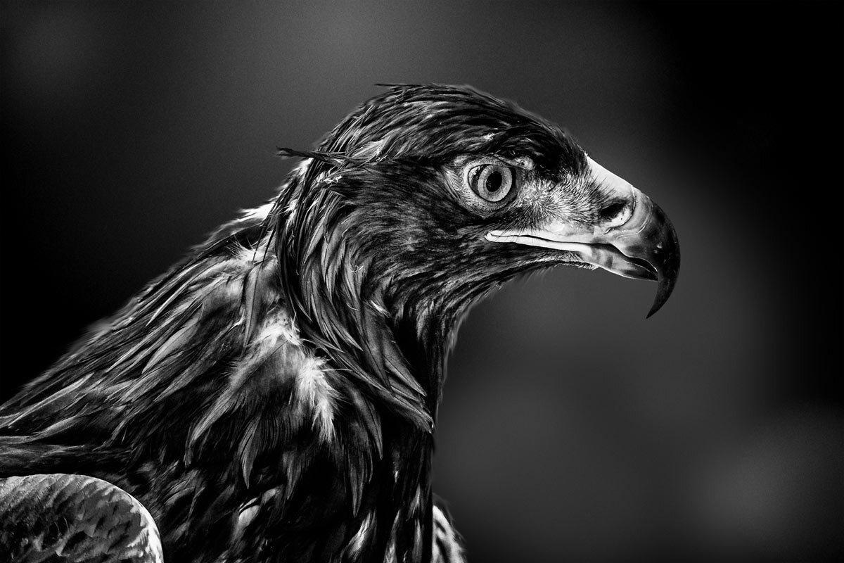 Беркут - SanSan 