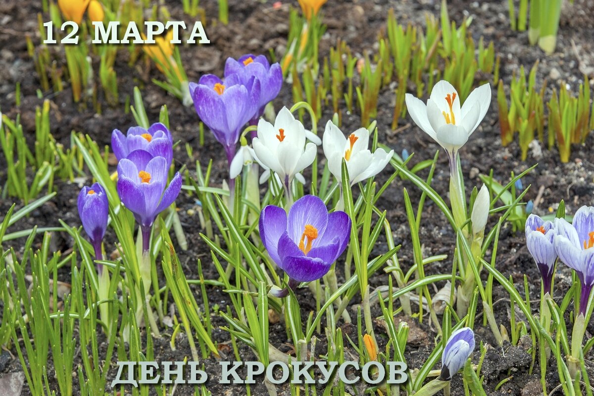 С Днём Крокусов! - Валерий Иванович