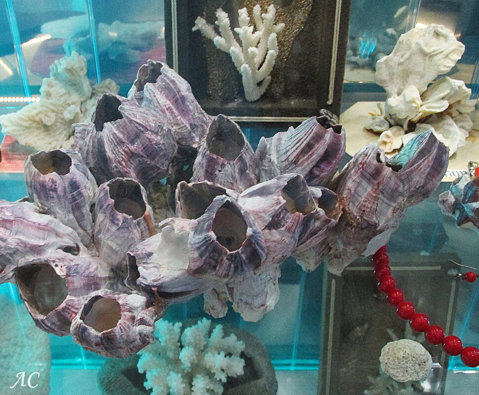 Морские жёлуди - Любовь Сахарова Морские жёлуди - Любовь Сахарова