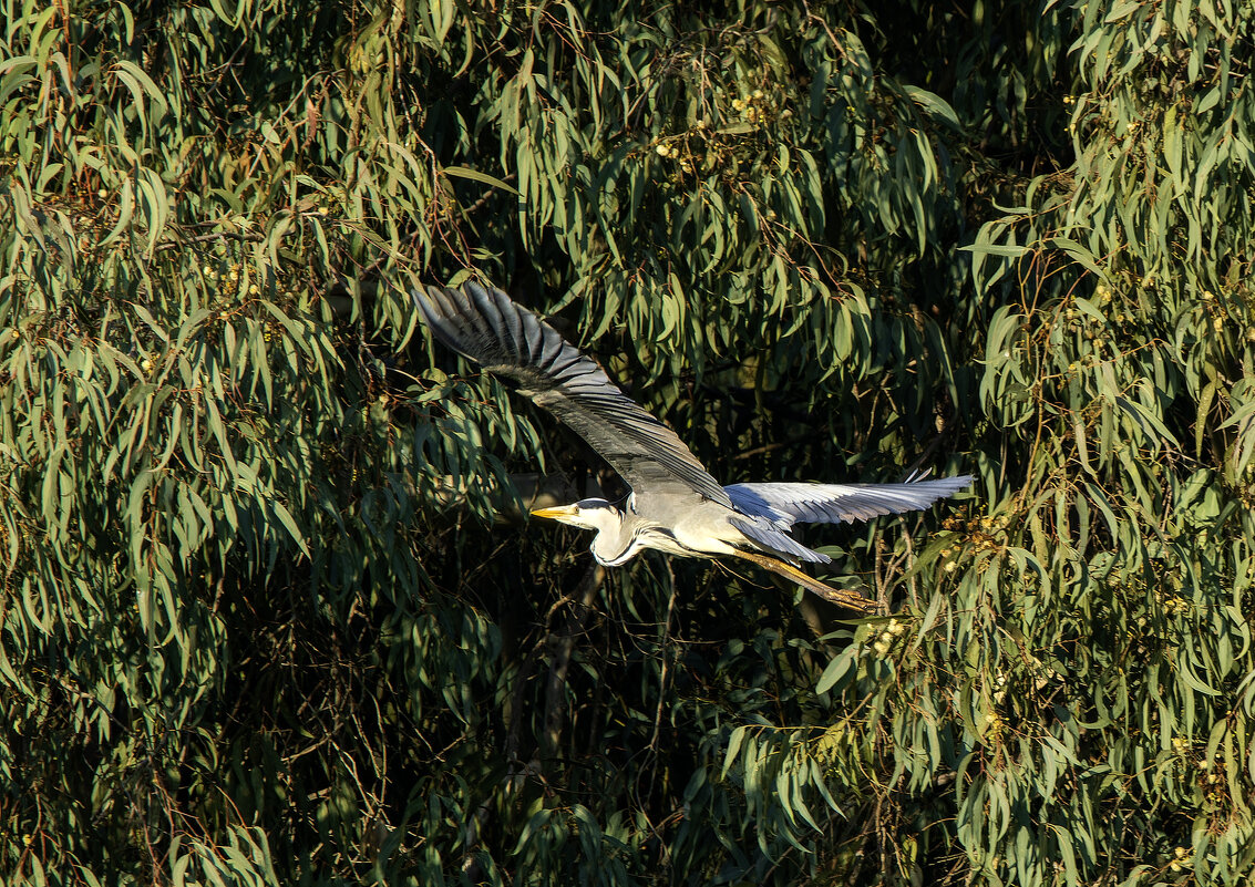Большая голубая цапля. - Alexander Amromin