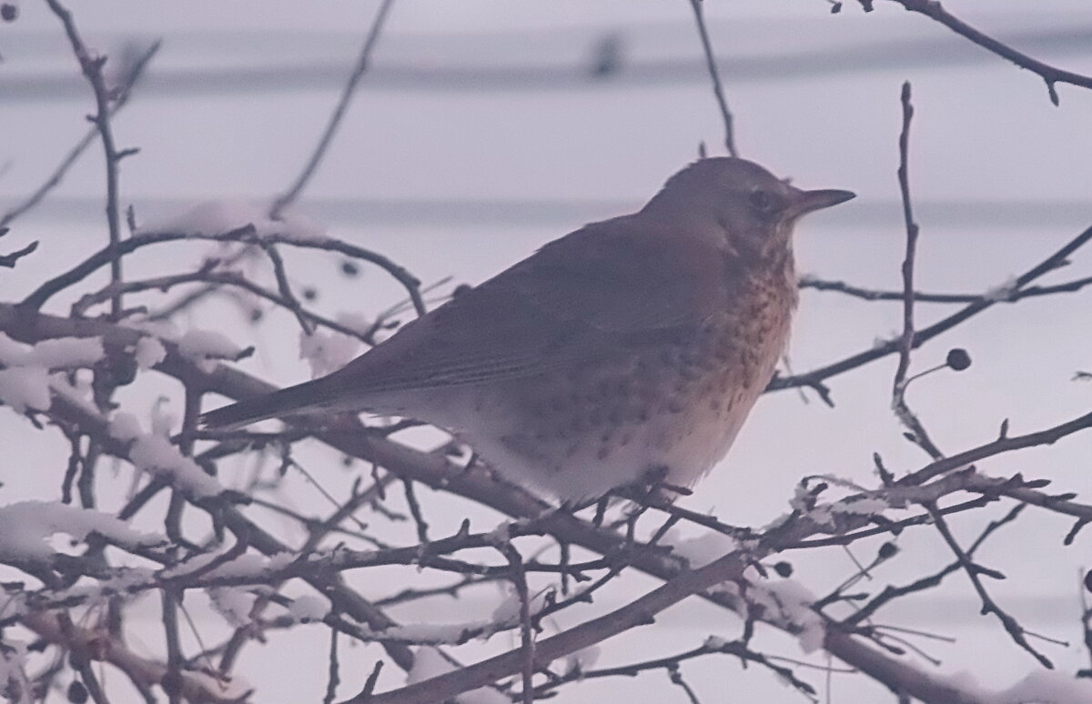 Дрозд на дичке. - сергей ермошкин Дрозд на дичке. - сергей ермошкин