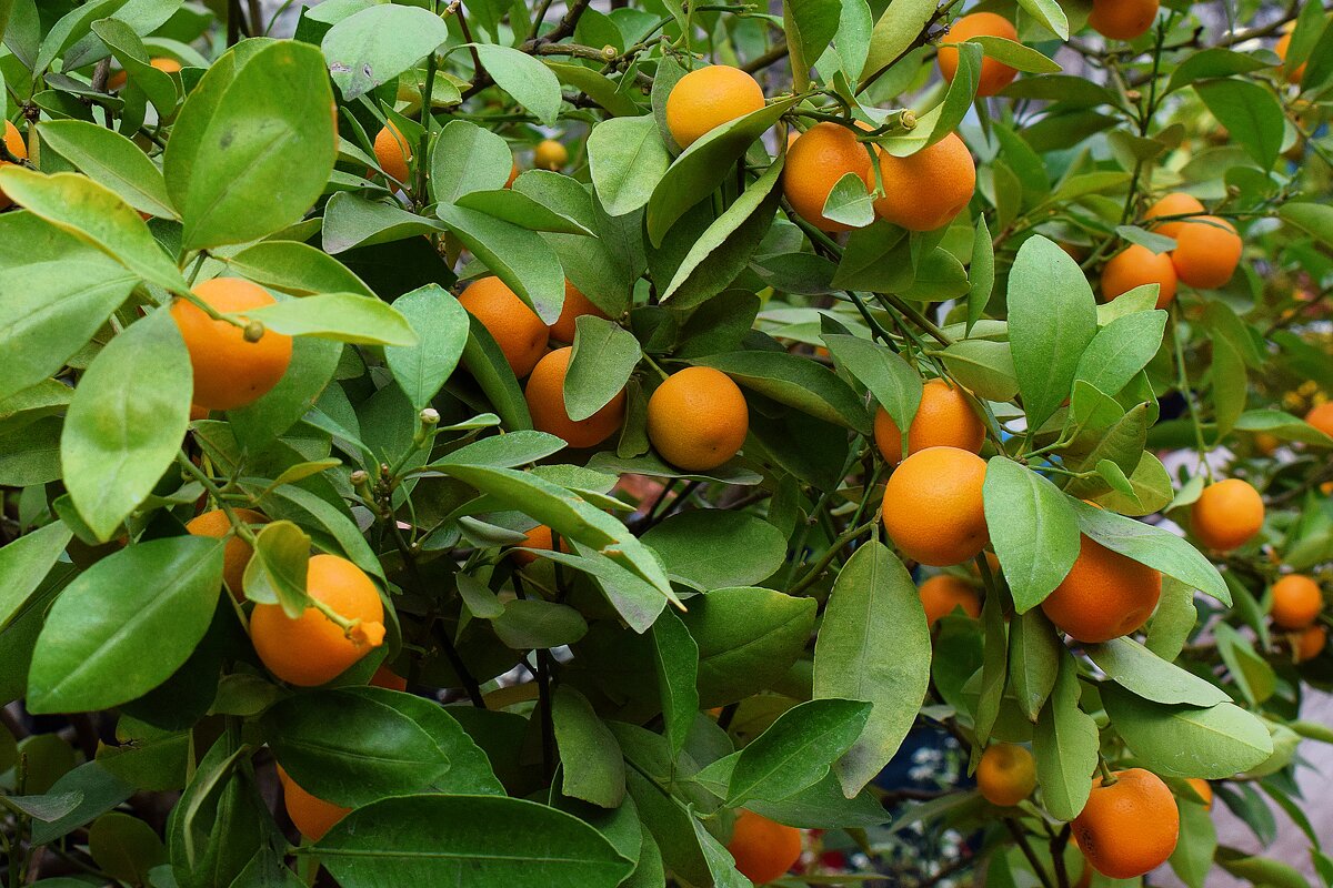 Весенний урожай. - Татьяна Помогалова Весенний урожай. - Татьяна Помогалова