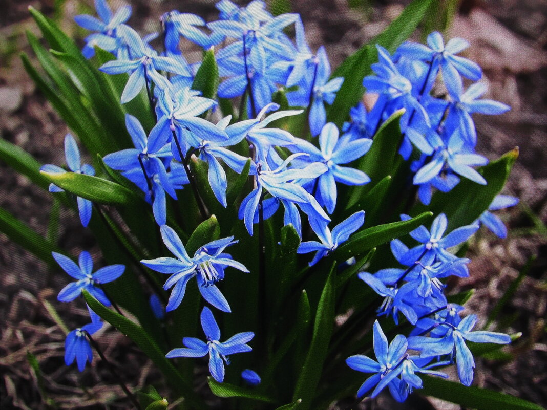 Нежность - Людмила Смородинская