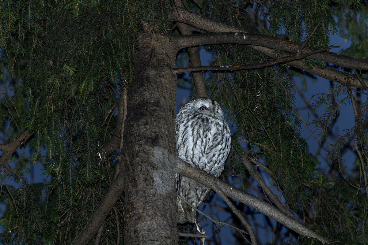 серая неясыть - юрий макаров