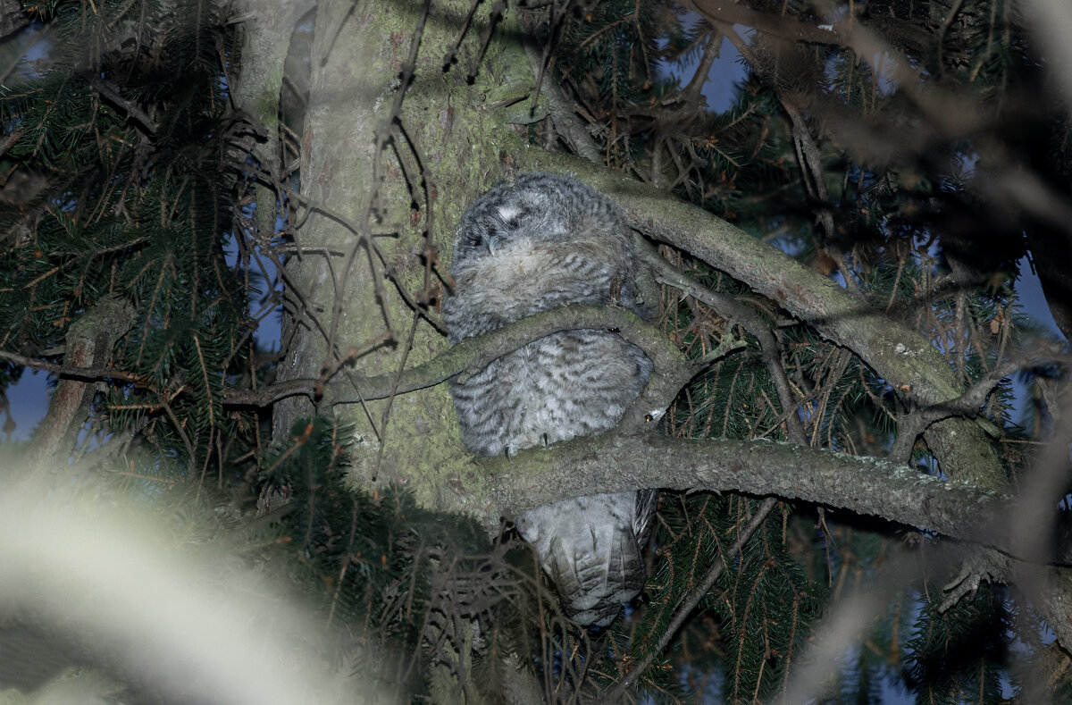серая неясыть птенец - юрий макаров