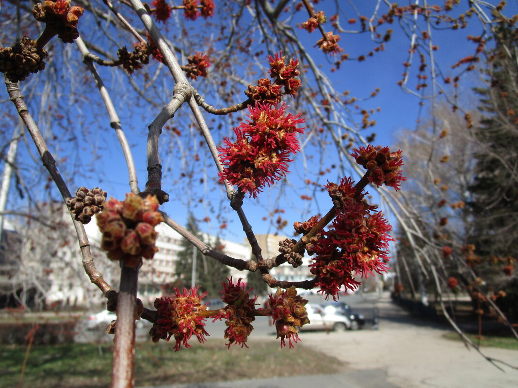 Скоро ! - Елена Шаламова Скоро ! - Елена Шаламова