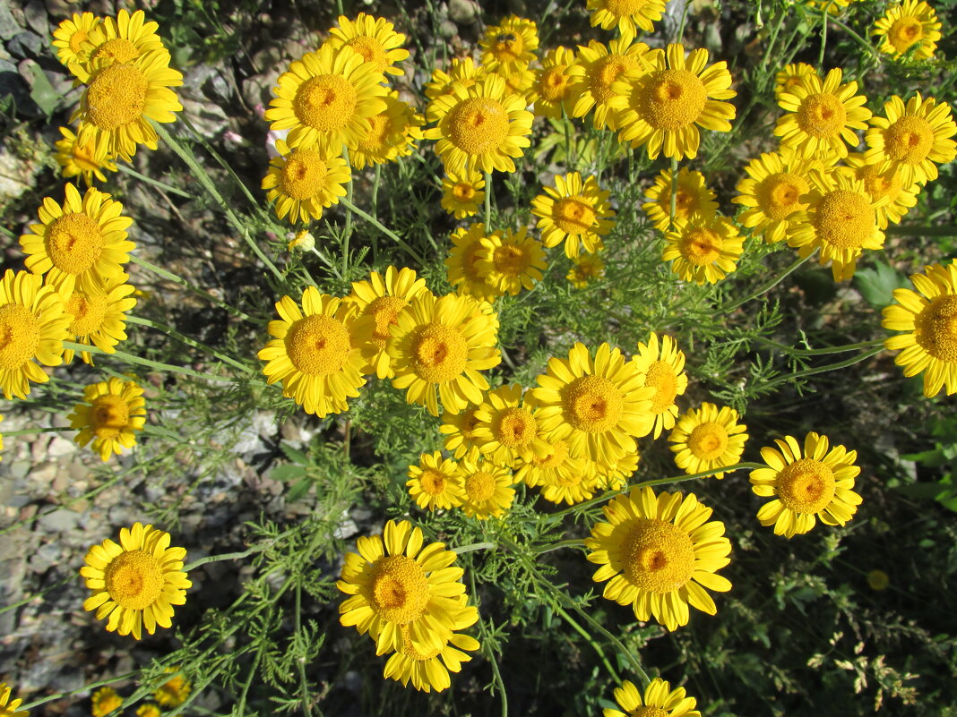 Антемис - Galaelina *** Антемис - Galaelina ***