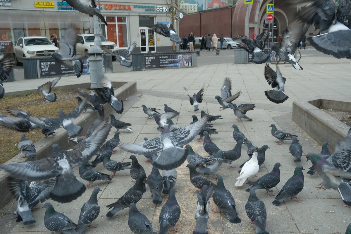 Голуби на кормёжке - Лютый Дровосек Голуби на кормёжке - Лютый Дровосек
