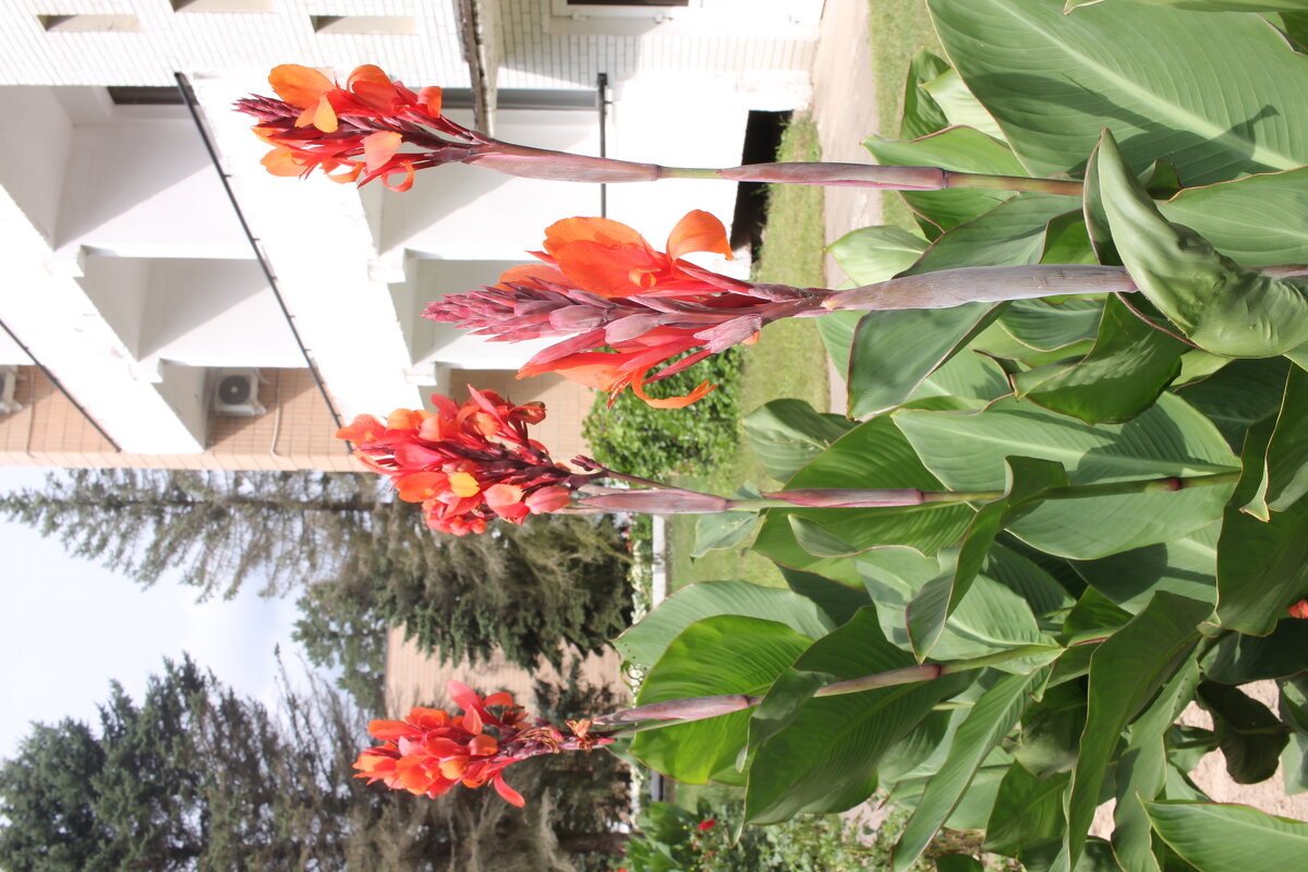 Канна индийская. Или индейская. - Александр Рябчиков Канна индийская. Или индейская. - Александр Рябчиков