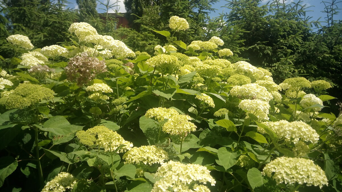 ,,, - Сергей Тимоновский