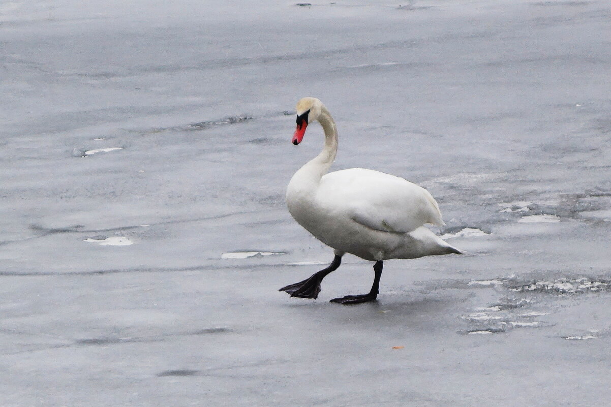 Одинокий лебедь - Рита Симонова