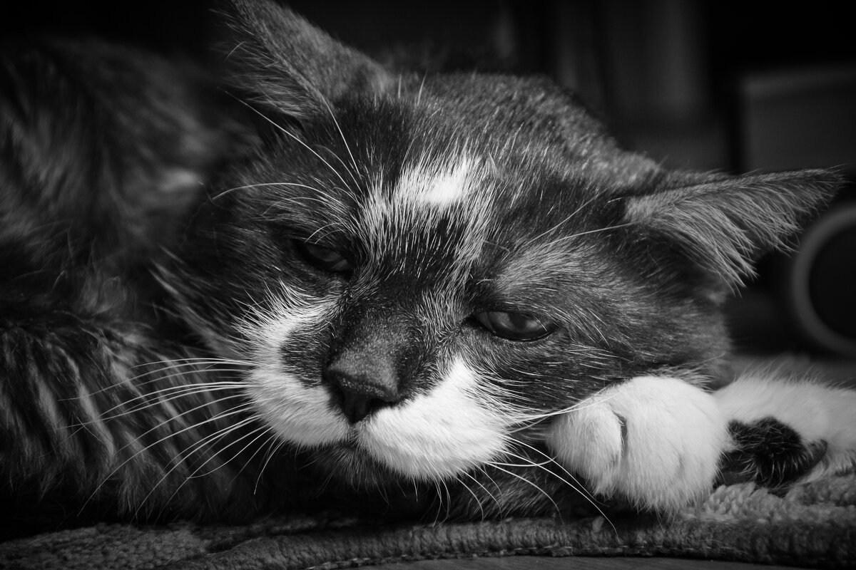 Мудрый кот... - Руслан 