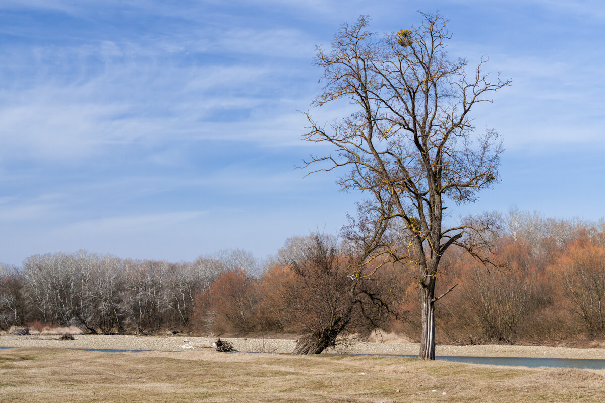 Пригрело солнышко и на прогулку! - Игорь Сикорский Пригрело солнышко и на прогулку! - Игорь Сикорский
