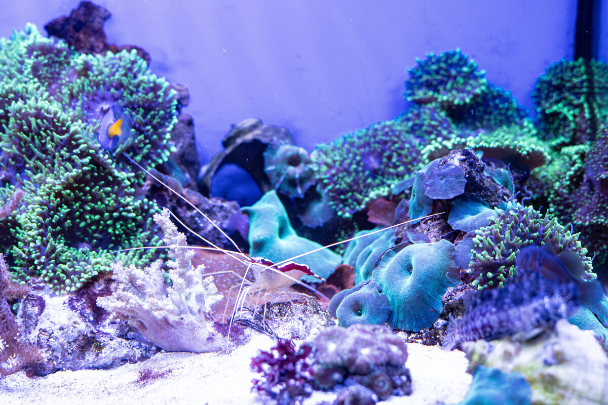 Неудобно с такими усами, наверное - Анастасия Фотографовна