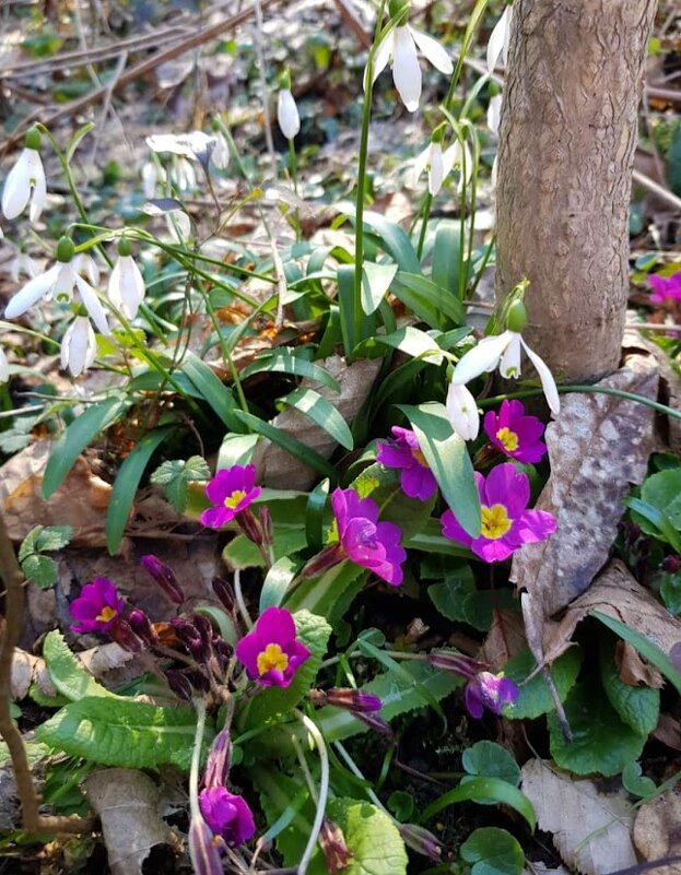 ВЕСНА - Tata Wolf