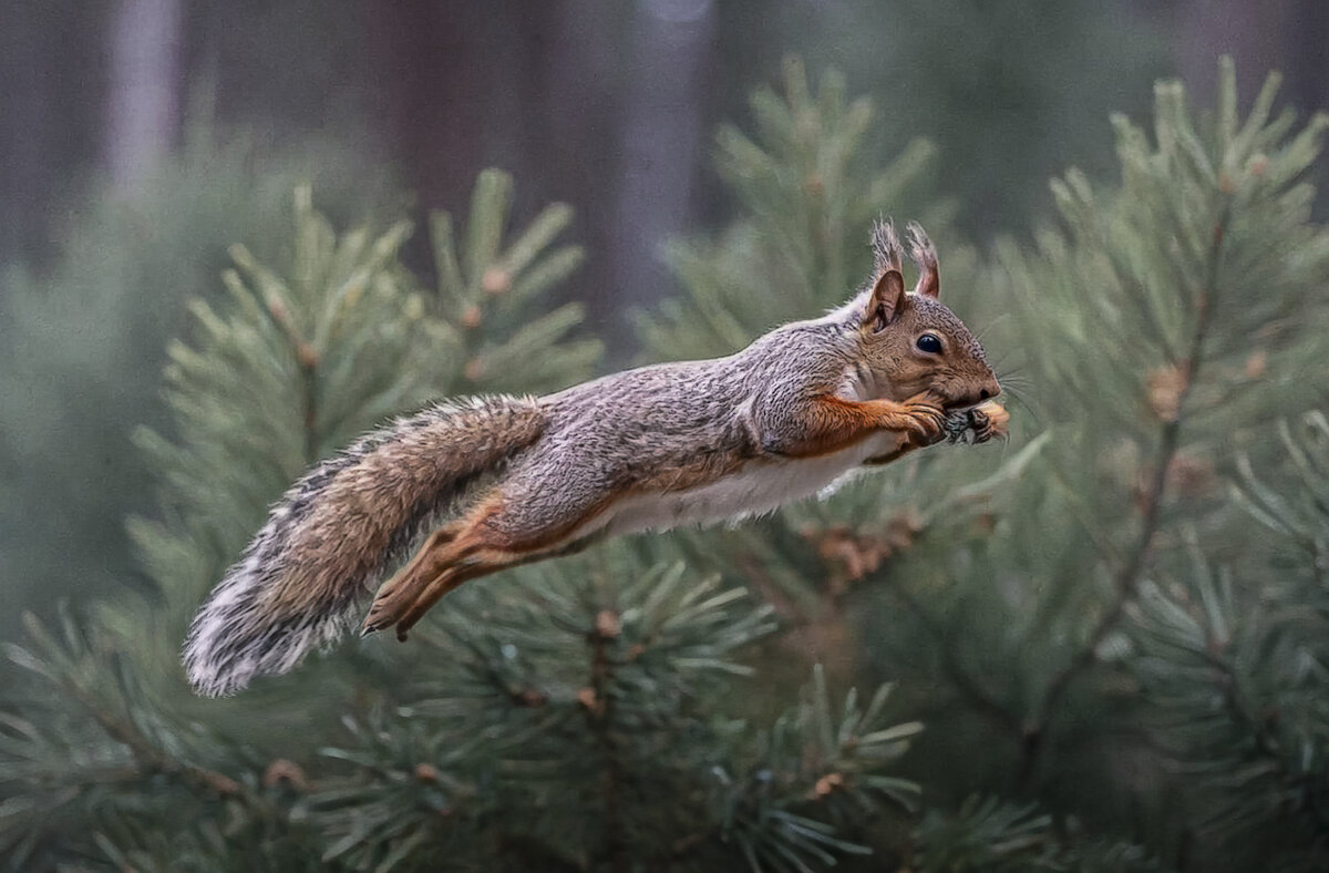 Белка - Aleksey Afonin Белка - Aleksey Afonin