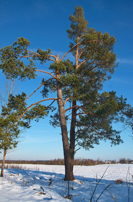Старая сосна - lady v.ekaterina Старая сосна - lady v.ekaterina