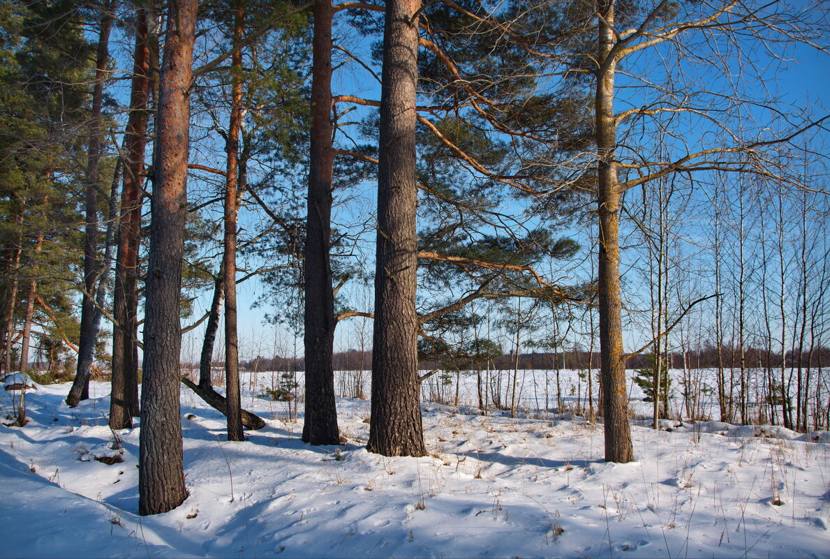 Пейзаж с деревьями - lady v.ekaterina Пейзаж с деревьями - lady v.ekaterina