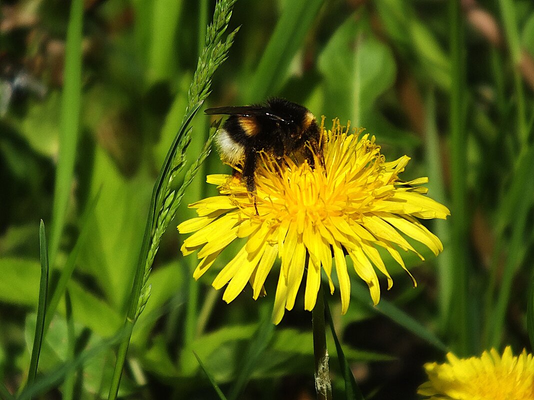 ** - Зоя Мишина