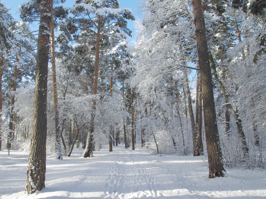 В парке - Сергей Швечков