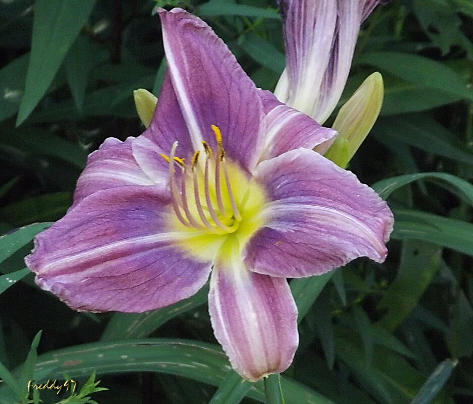 Лилейник - Freddy 97