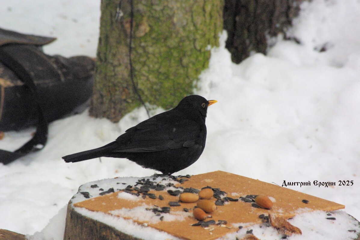 Щеголь и франт - Дмитрий Ерохин