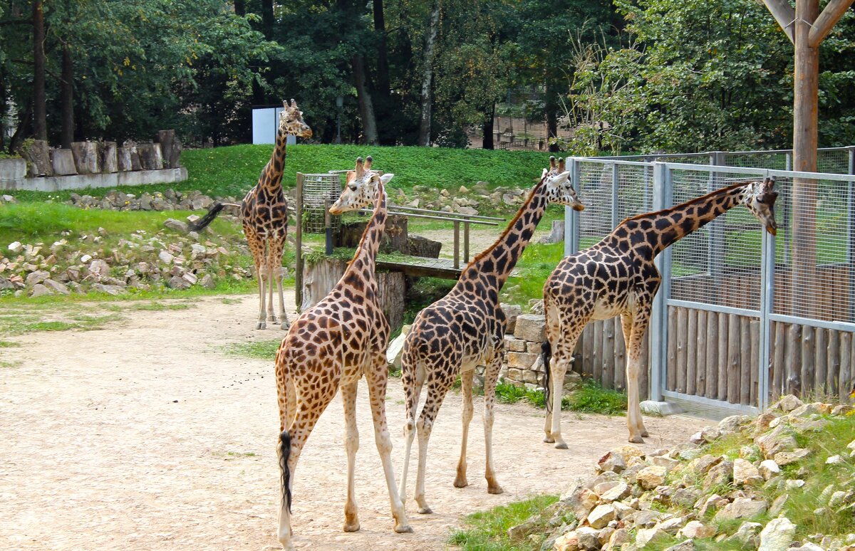 животные - марта Камушкина