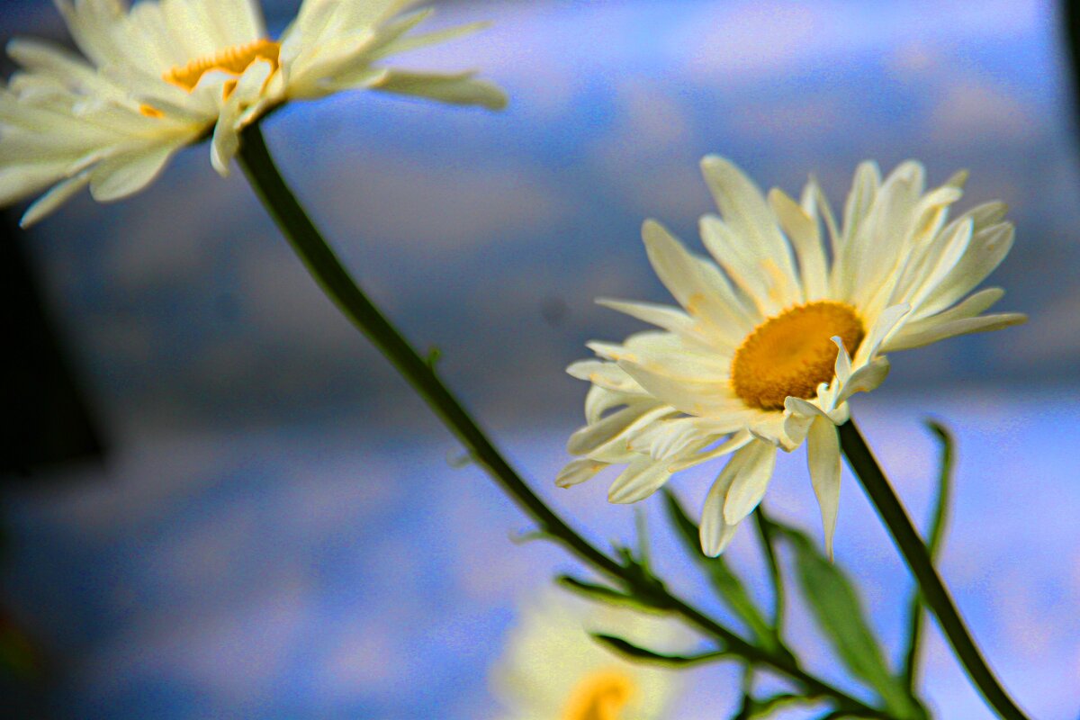 ромашка - Николай 